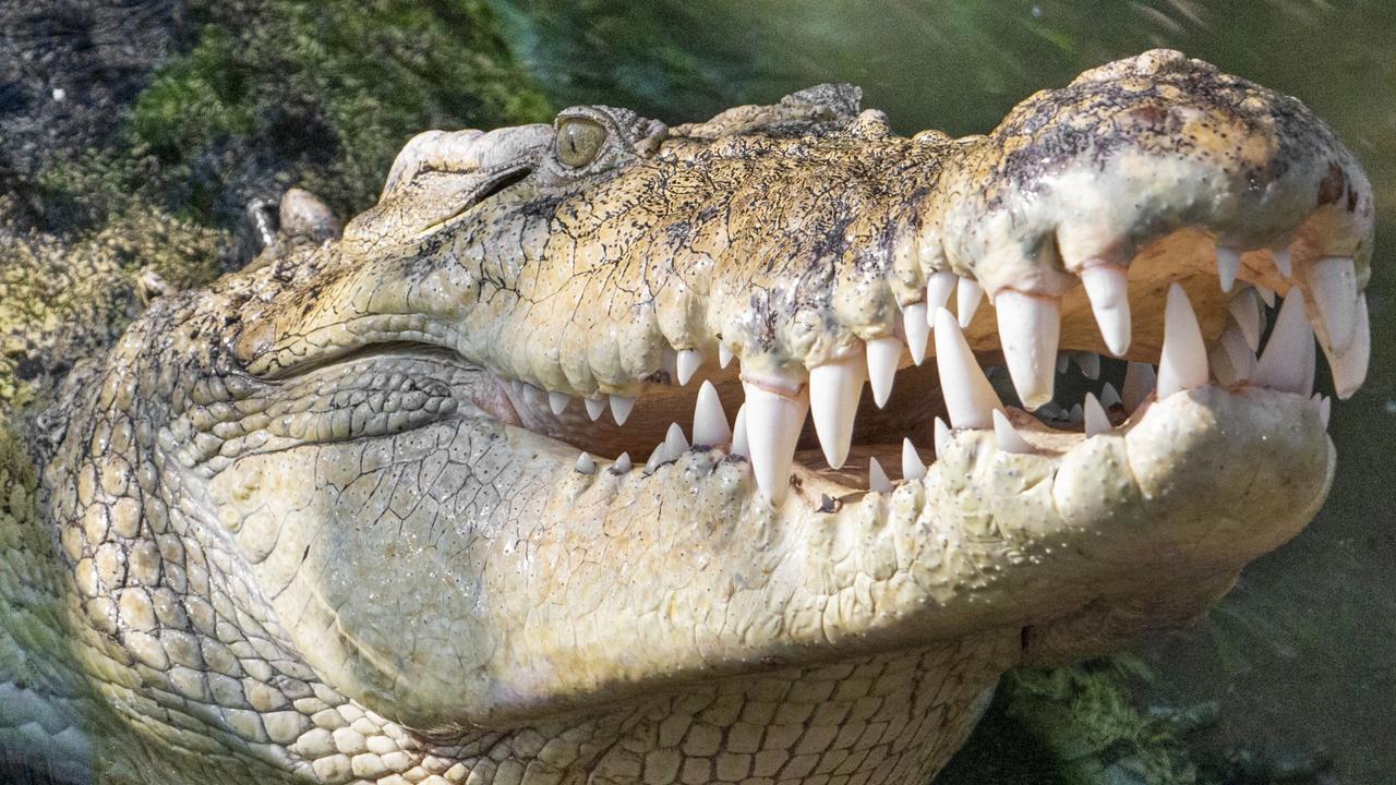 Crocodile's secret weapon against deadly infections could help save us