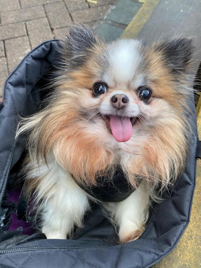 Cookie from Mermaid Beach. He loves coming for a ride to get coffee each morning. He has once been called a funny looking cat but he knows he is a handsome little man. He loves to sing while we eat dinner and can sit up on his back legs!