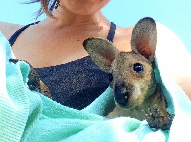 RESCUE: Marian Faa found this adorable joey trying to fend for itself after its mother was hit by a car. Picture: Marian Faa