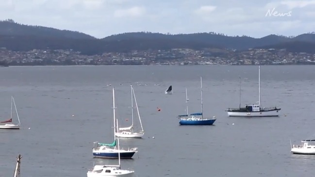 Watch: Southern right whale in the Derwent River