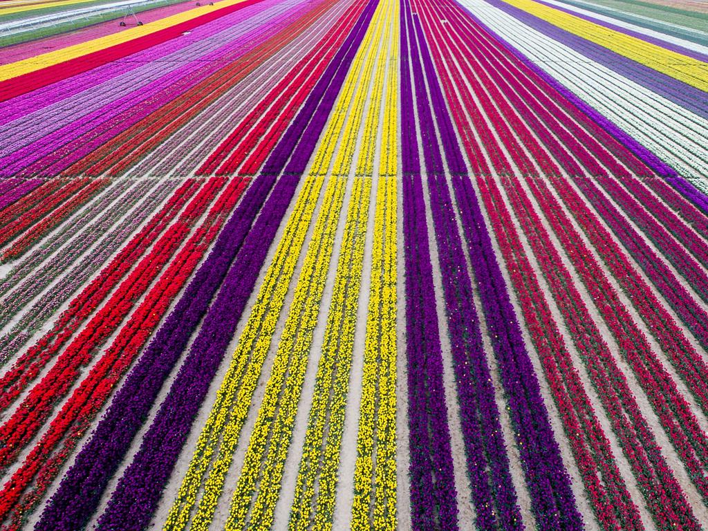 Colourful tulip fields, sized 300 decare, which have been opened to public for two days in Karatay, Konya on April 13, 2016. Picture: Getty