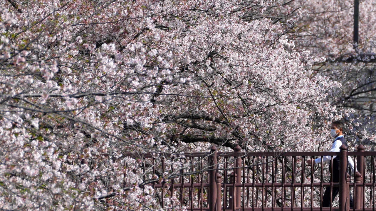 Tourists and locals rush to see Japan's famous blooming cherry blossoms ahead of rain