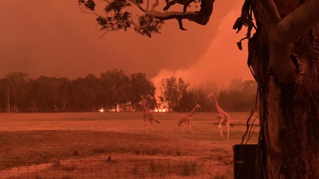 This photo taken by Chad Staples of fires threatening Mogo Wildlife Park went viral.