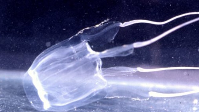 The jimble jellyfish. Picture: Dr Isobel Bennett, Australian Museum