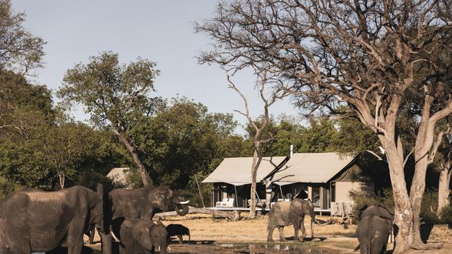 Elephants at Linkwasha safari camp in Hwange National Park, Zimbabwe.