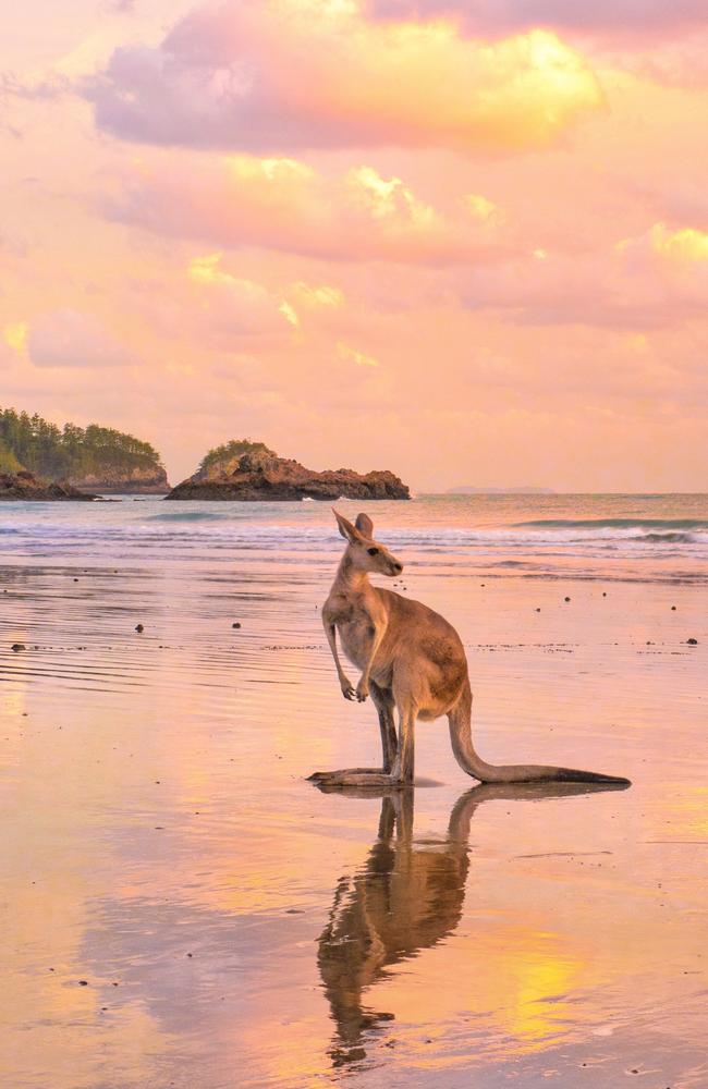 Cape Hillsborough at sunrise. The kangaroos and wallabies that come down to the beach here each morning are world famous and absolutely adorable. Picture: Mark Fitz