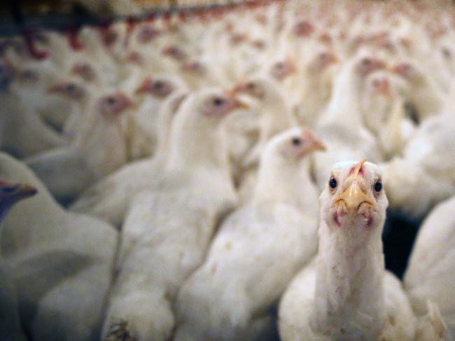 Thousands of extra chooks to descend on Lockyer Valley