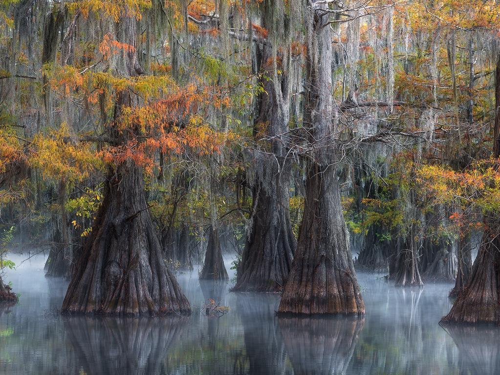 Perhaps among the most inviting swamps ever. American photographer David Thompson snapped this at Swamps Southern, USA. Picture: David Thompson /The EPSON International Pano Awards