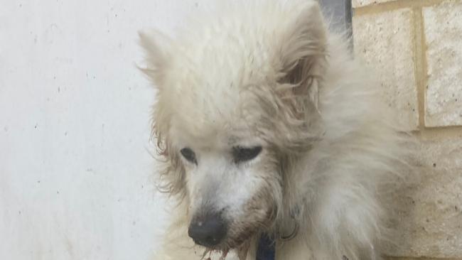 Two pet owners have been fined $4000 and banned from owning a pet for six months after they seriously neglected their pet dog. Photo: RSPCA Western Australia