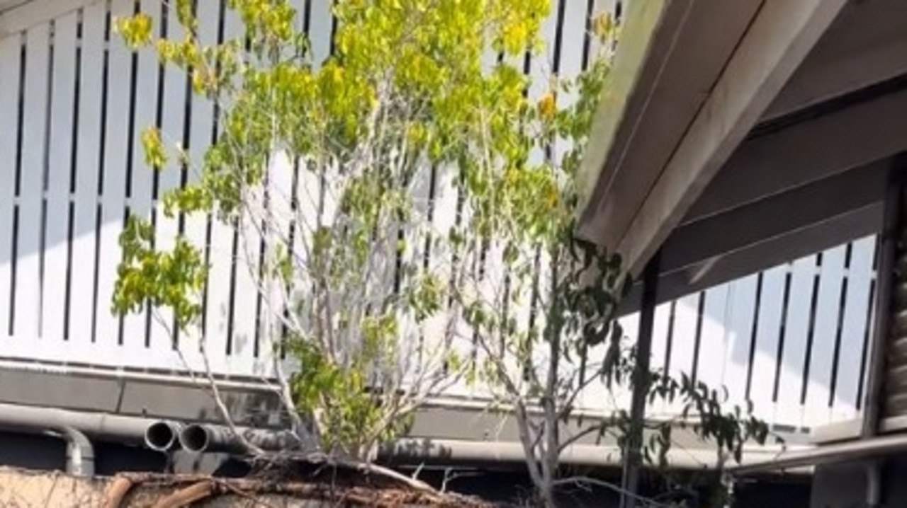 These innocent looking plants at the top of the water tank led to a massive find. Source: BigCountryEarthworks/TikTok