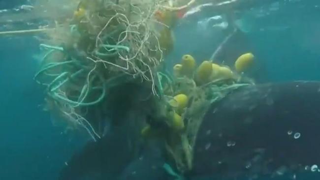 A screenshot from footage of the whale tangled in shark netting off the Tweed coast on Thursday. Picture: Sunrise