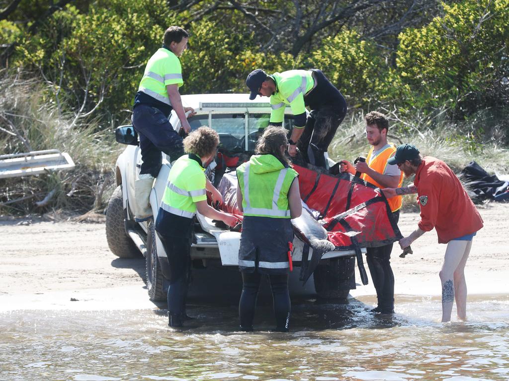 Rescue mission of surviving whales. Stranding of over 200 pilot whales at Macquarie Heads near Strahan Tasmania. Picture: Nikki Davis-Jones