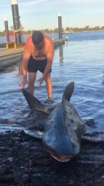 Kangaroo Island father earns "shark wrangler" title