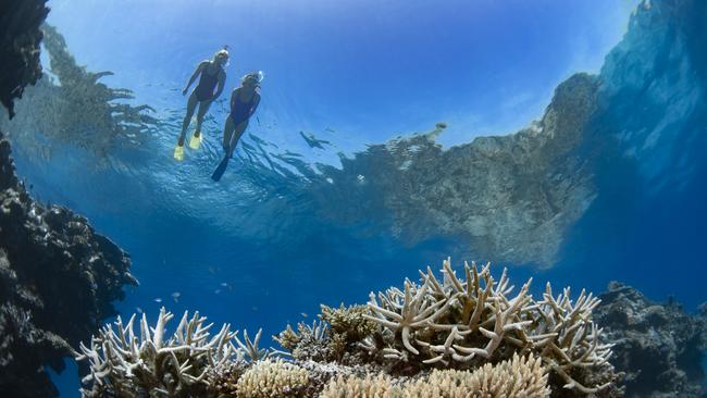 One of the experiences being offered for people with accessibility problems is blind snorkelling. Photo: Biopixel