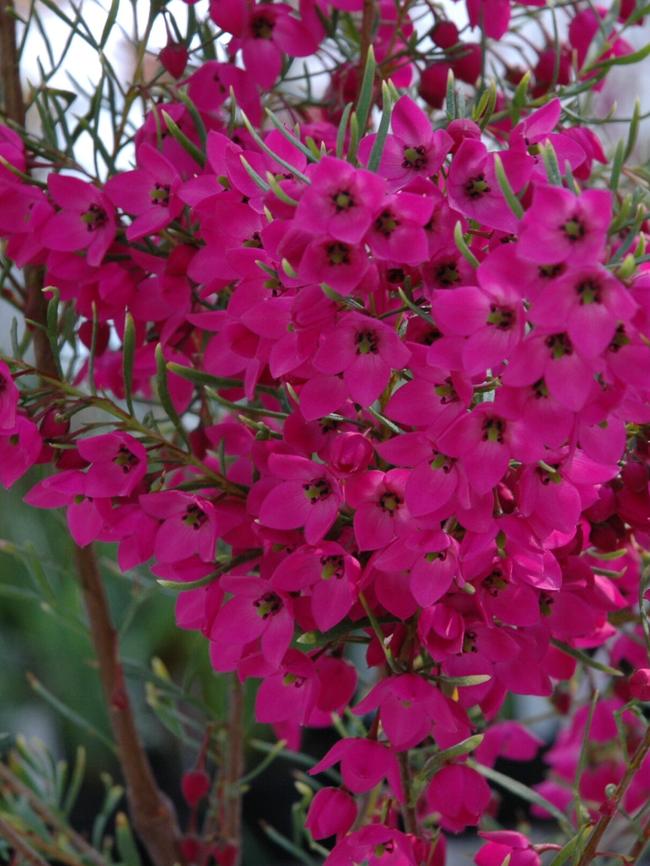 Boronia ‘Celebration’
