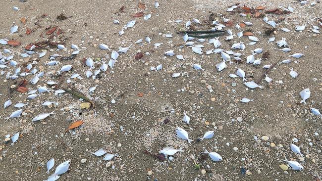 Dead fish washed up on Kemp Beach, Yeppoon, on May 29, 2024. Photos Darryn Nufer.