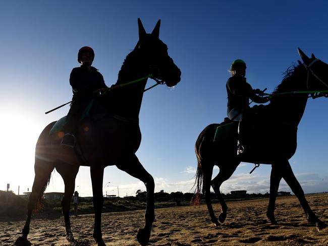 Race horses walk the beach after a dawn wade in the waters of Port Phillip Bay, Mordialloc. Picture: Jason Sammon