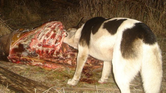 Declaring wild dogs like this dingoes risks stopping farmers shooting and baiting them on their own land. Picture: Doug Read