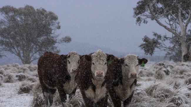 It ain’t calf hot! Cows chill out in a snowfall at Ingebirah in Southern NSW after a promise of Antarctic weather predicted by the weather bureau is fulfilled. Picture: DIIMEX