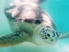 Turtle experience for resort guests