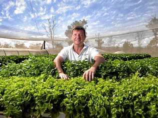 GREEN THUMB: Denis Matthews started farming in Coominya in 2009 without any prior experience. In 2016 he developed The Salad Table, which allows people to easily grow herbs and vegetables in their own backyard. Picture: Rob Williams