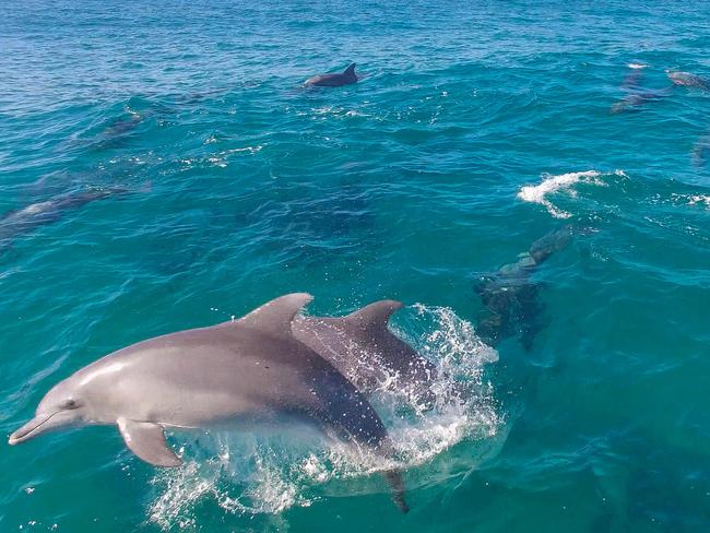 Drone Footage Of Dolphins In Sydney 