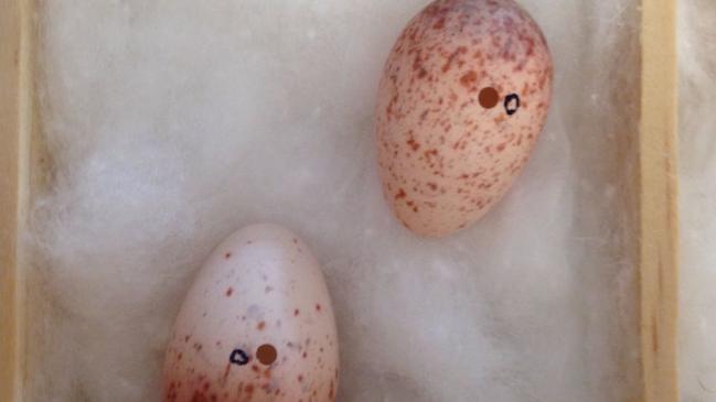 Two eggs of the painted honeyeater Anthony Somerville took from a nest near Warren and later blew. Picture: NSW Land and Environment Court