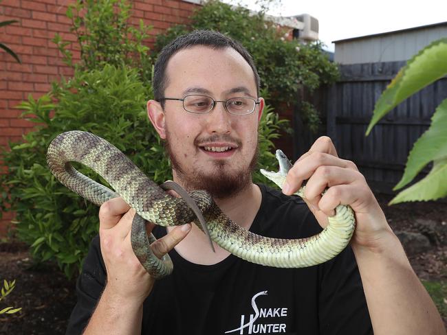 Snake hunter Mark Pelley with a tiger snake. Picture: Alex Coppel