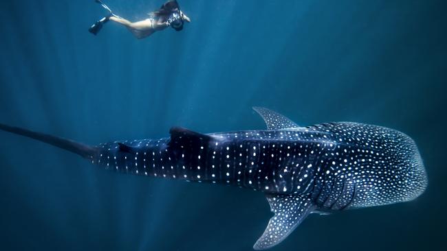 A Whale shark at Ningaloo Reef, Western Australia.