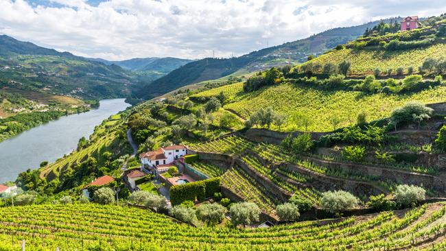 Vineyards line the hillsides along the Douro.