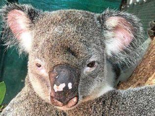 Tramppie the koala was found at a Tewantin pony club after he was reportedly mauled to death by off-leash dogs.