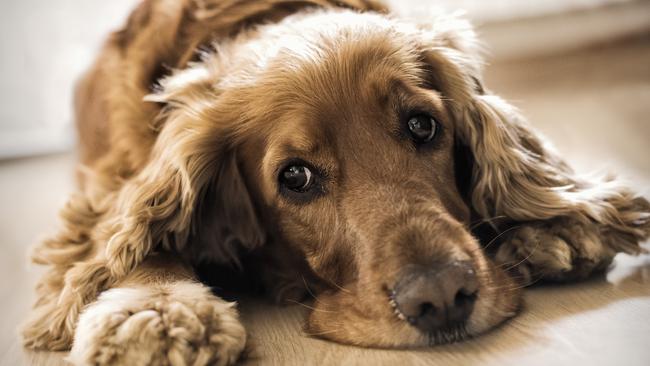 Cocker Spaniel Laying down