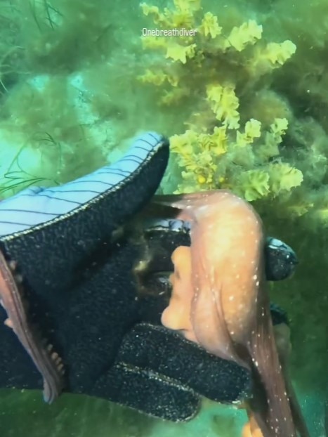 The octopus stretched out to take Jules hand with one of his tentacles. Picture: Jules Casey