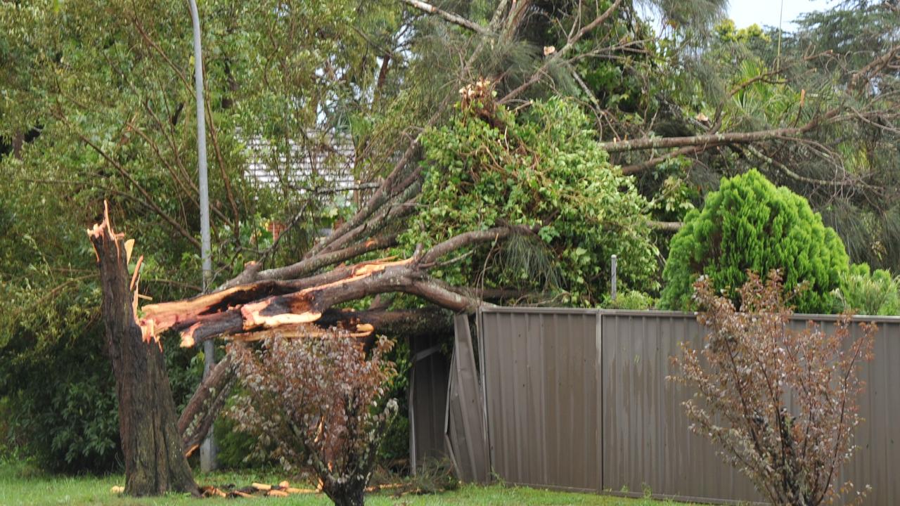 Get to know your rights and obligations regarding trees and boundary fences that affect your neighbours. Picture: Supplied