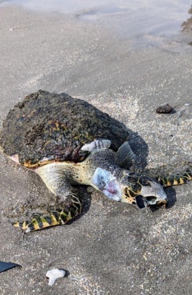 Aussie man Philip Major was sent a photo of a dead turtle on a Bali beach believed to be as a result of polluted waters – another issue wildlife face. Picture: Philip Major