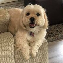 Gold Coast's cutest dogs: Bailey. Submitted by Gay Pringle.