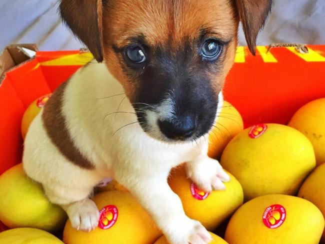 Mangoes and a puppy. A sponsored post from Rebecca Gawthorne.