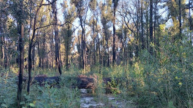 A fallen tree still blocks the track to Kingfisher Point, Mallacoota Inlet.