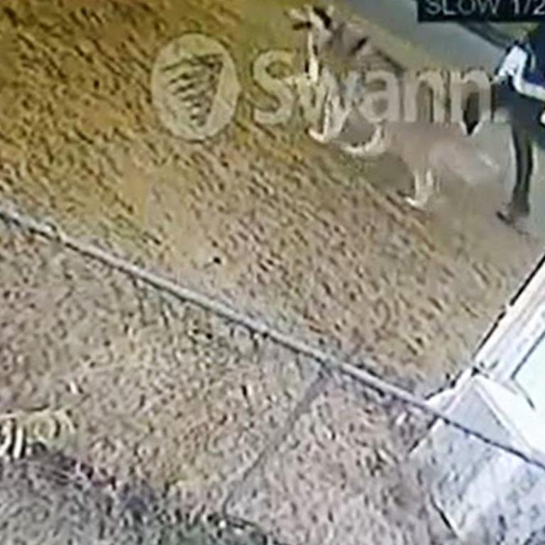 CCTV footage of a man and dog. Source: Supplied.