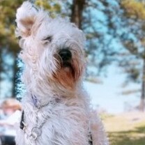 Two-year-old Whiski, a soft coated wheaten terrier, enjoys the breeze at Dee Why beach. Picture: Mark Hickey