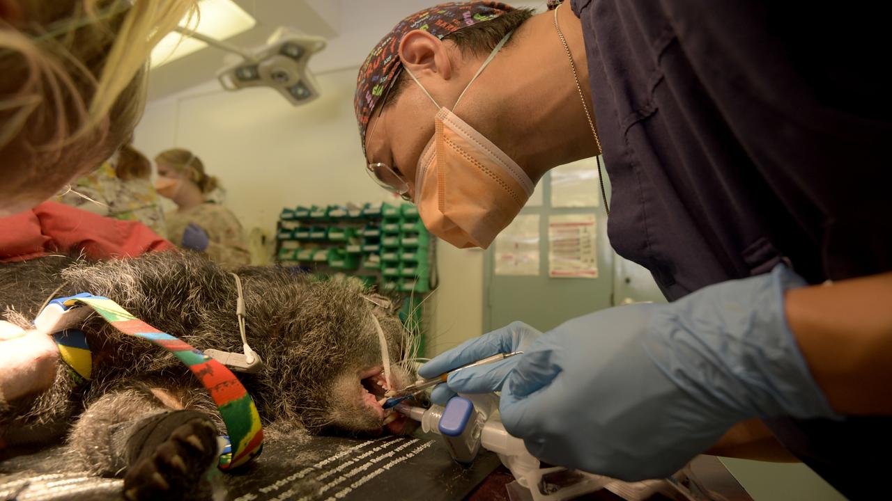 Vets used the opportunity to check other aspects of Rabu’s health. Picture: NCA NewsWire/Sharon Smith