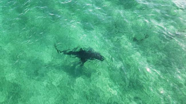 A shark at the Port Noarlunga jetty today on Sunday, the same place where Richard Vinall was bitten on Thursday. Picture: Supplied