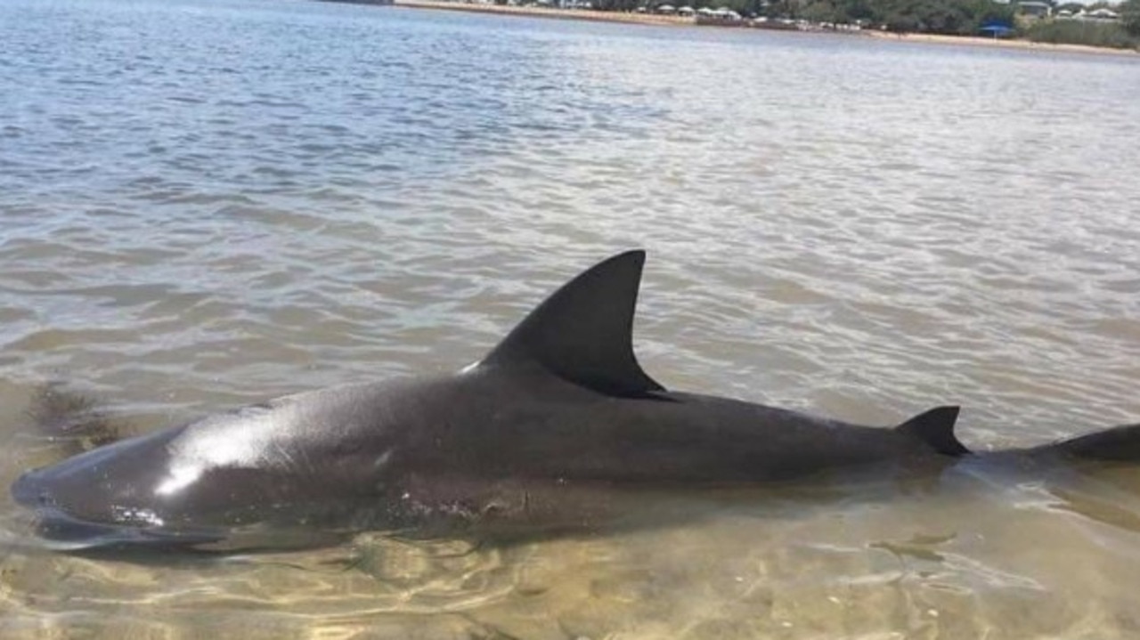 Bayside swimmers warned after bull shark spotted in canal