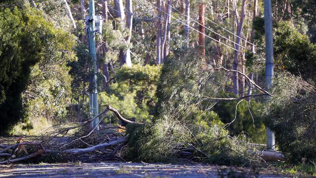 Beware of damaged trees and power lines and take care when driving. Picture: RICHARD JUPE