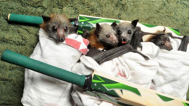 Monty Panesar even had a baby Greyhead Bat named after him. Monty is pictured second from the left. at RSPCA Wacol. But its beard is not as impressive. Picture: Richard Walker