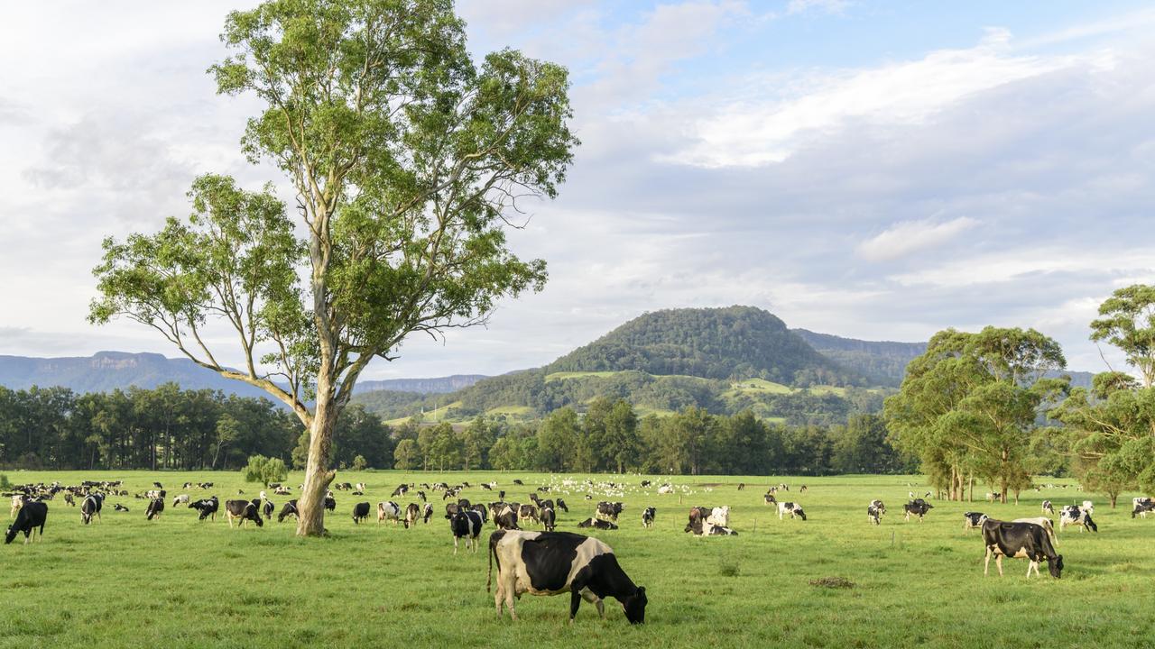 Dairy cattle herd, New South Wales, Australia