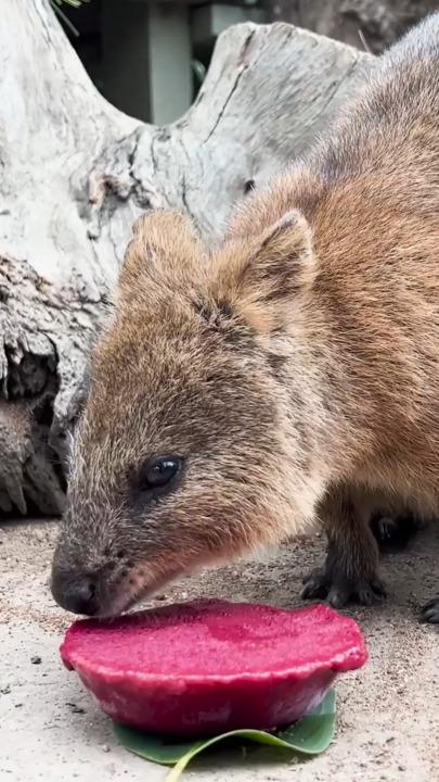 Animals beat the heat with iced fruit treats at Ballarat Wildlife Park