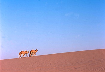 Addictive powder ... visitors are warned never to venture into Qatar's desert alone but the shifting sands offer great dune bashing and desert skiing experiences.