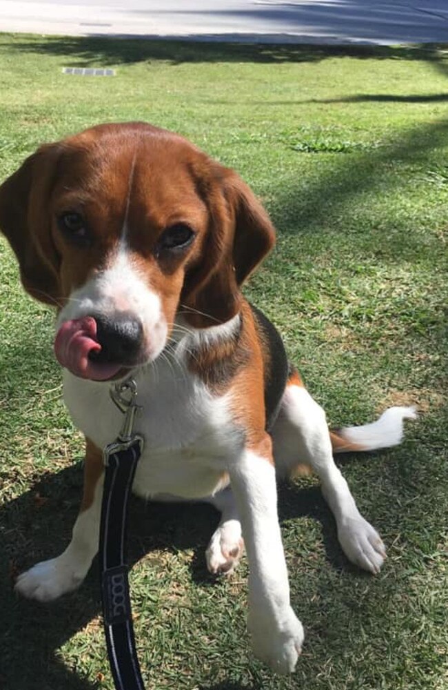 Teresa Griffo's dog Berlin who was poisoned at the dog park