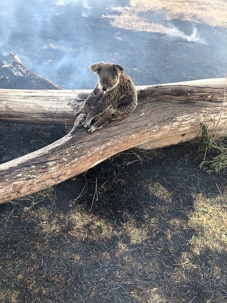 This koala mum and her joey were rescued on Friday at Canungra.